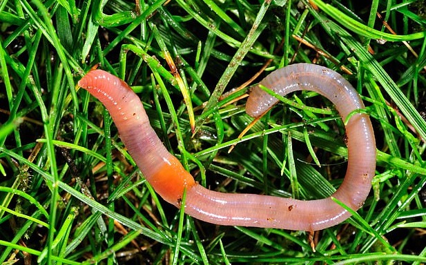 How to use tea seed meal to controll earthworm on golf courses – Types