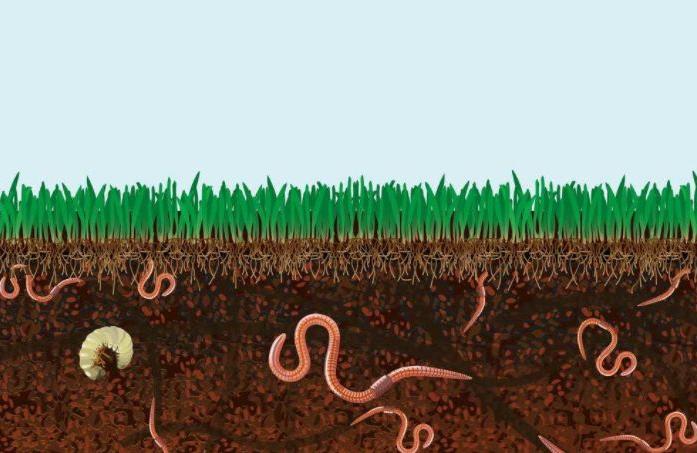 How to use tea seed meal to controll earthworm on golf courses